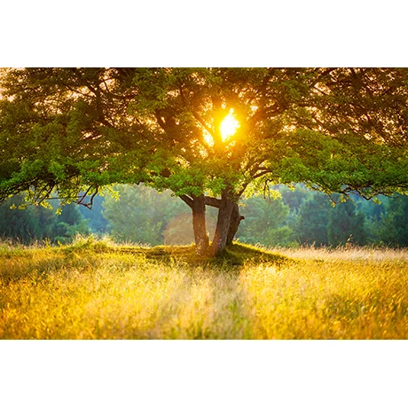 Majestic Tree During Sunset