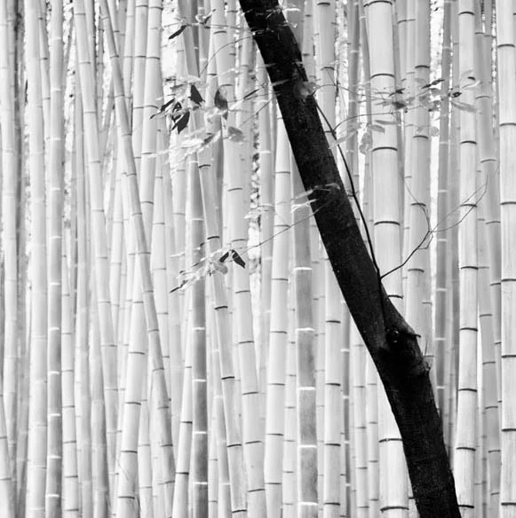 Bamboo Forest