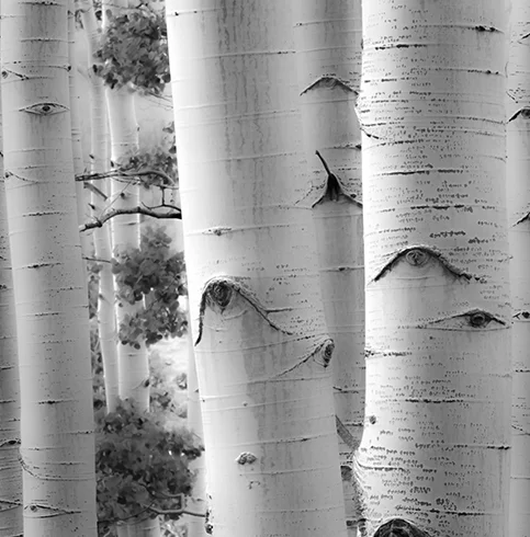 Birches in Grey I