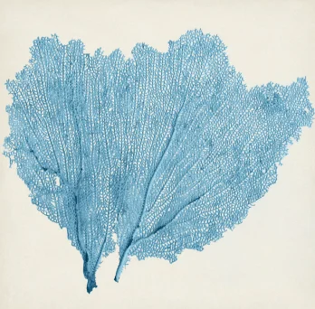 Sea Fan IV