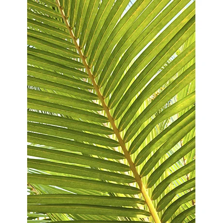 Close-up Palm Leaves
