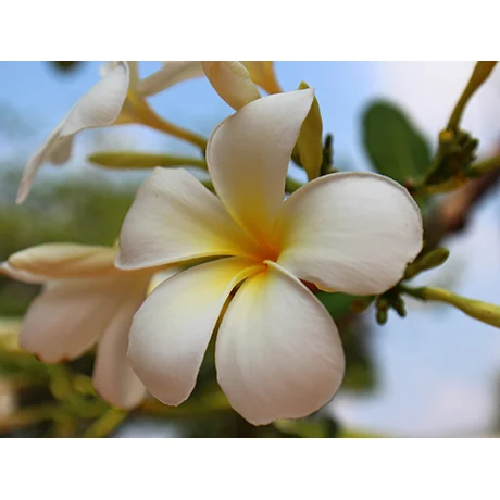 Plumeria I