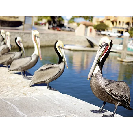 Pelican's Posing