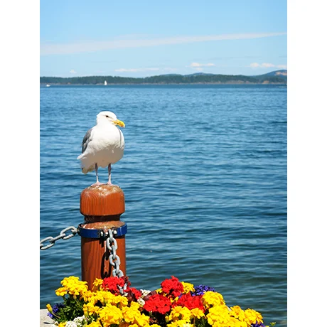 Bird on a Perch