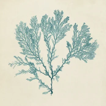 Chromatic Seaweed VIII