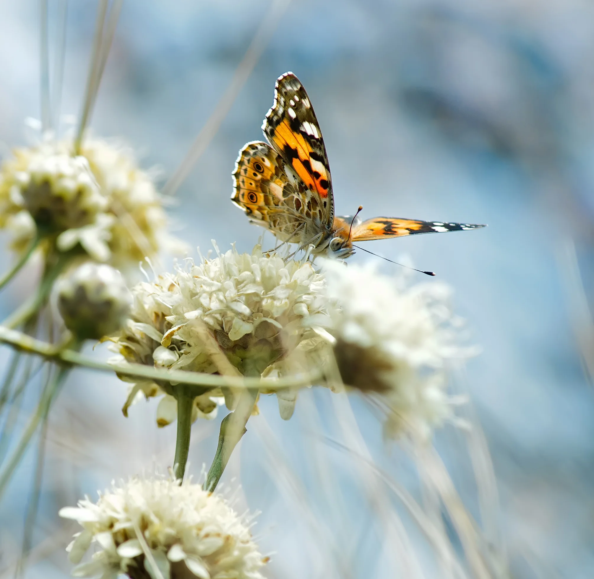 Orange Butterfly