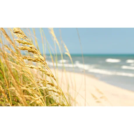 Sea Grass
