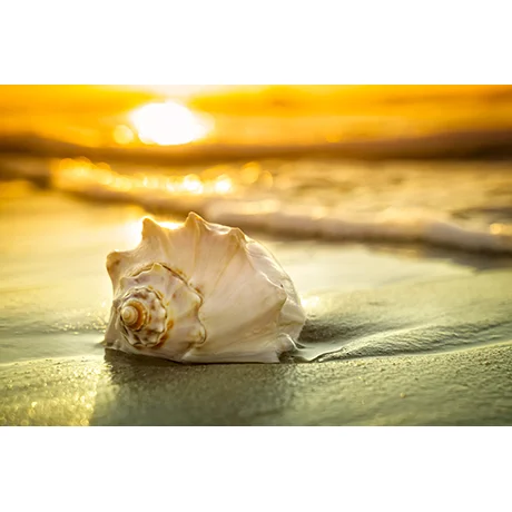 Sea Shell on the Beach II