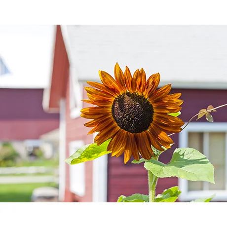 Bright Sunflower