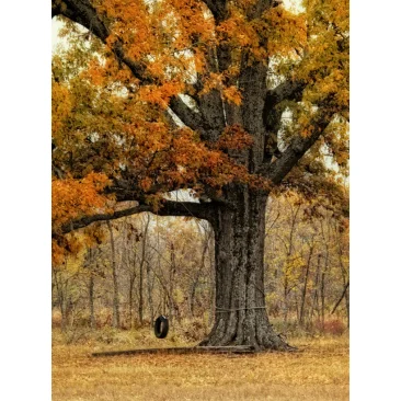 Tree Swing