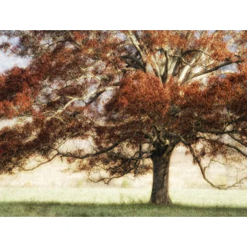 Sunbathed Oak I