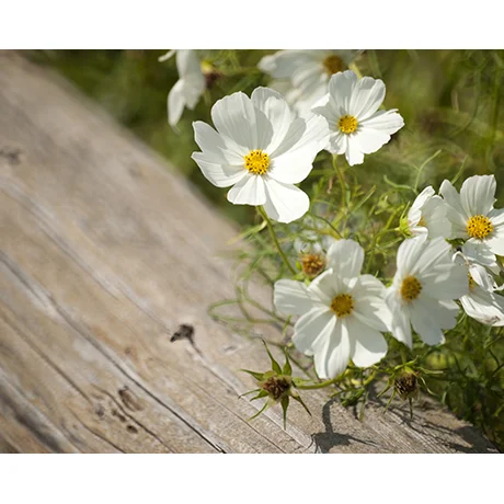 Flowers on the Edge of the Fence