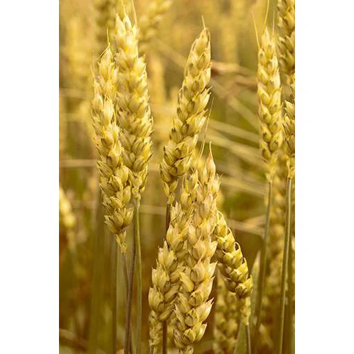 Wild Wheat I