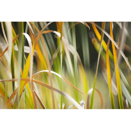 Tall Grass in the Fall