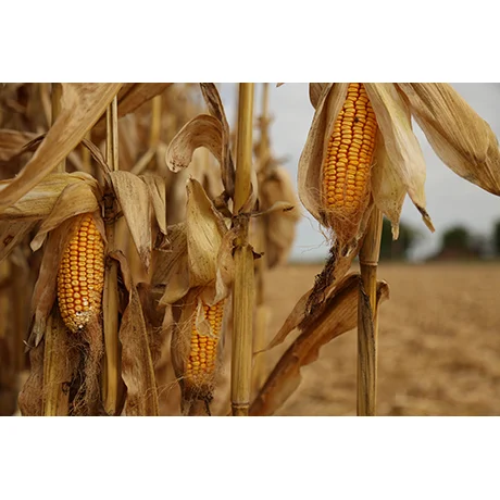 Corn Harvest