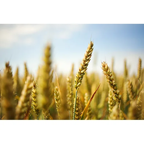 Wheatlands