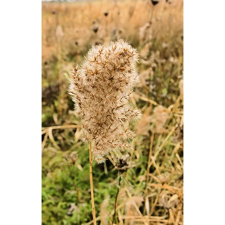 Close-Up in the Fields