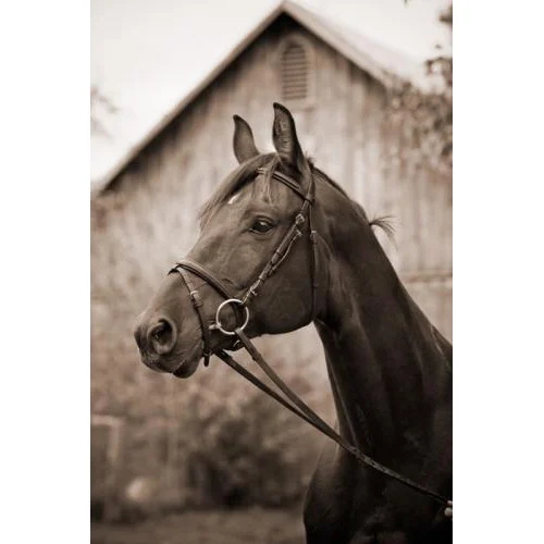 Barn & Bridle