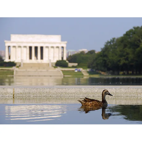 Lincoln Memorial in the Distance