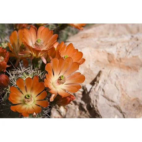 Cactus Blossoms in Orange