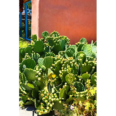 Cacti Wall