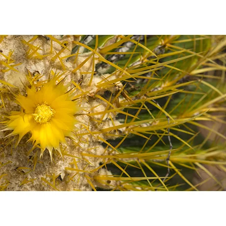 Yellow Cactus