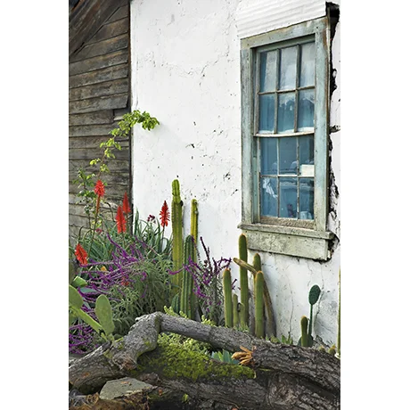 Cactus Garden Window