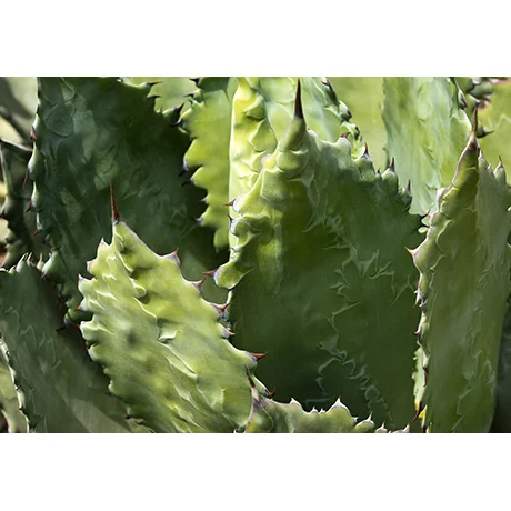 Sharp Cactus Plant