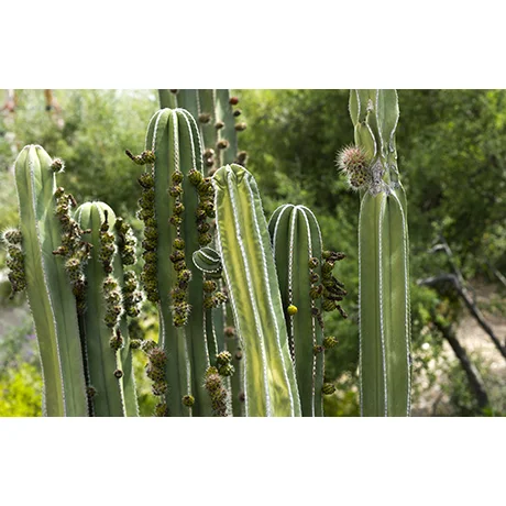 Group of Cactus
