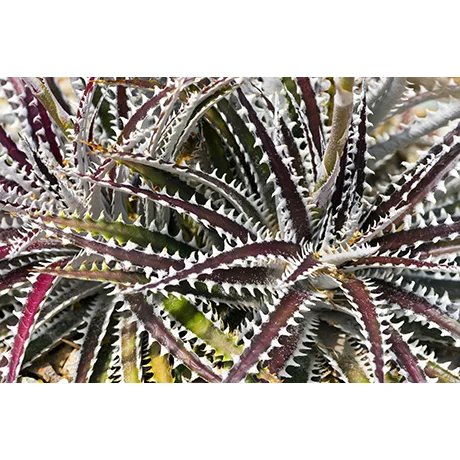 Colorful Cactus I