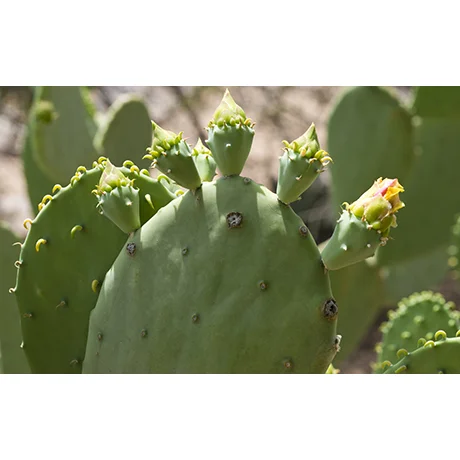 Starting to Bloom