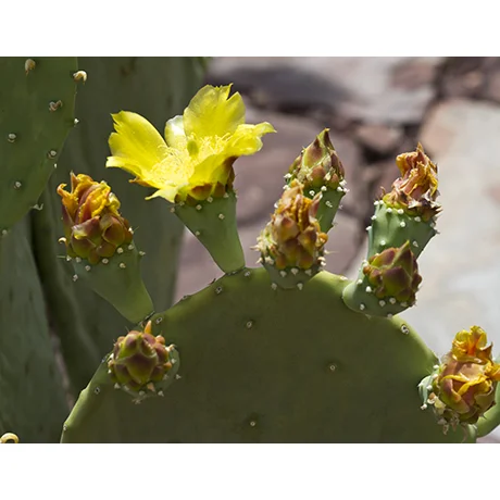 Blooming Yellow Cactus