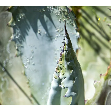 Close up Cactus