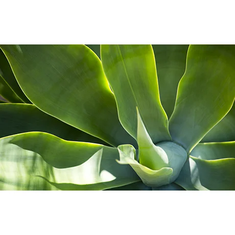 Agave I