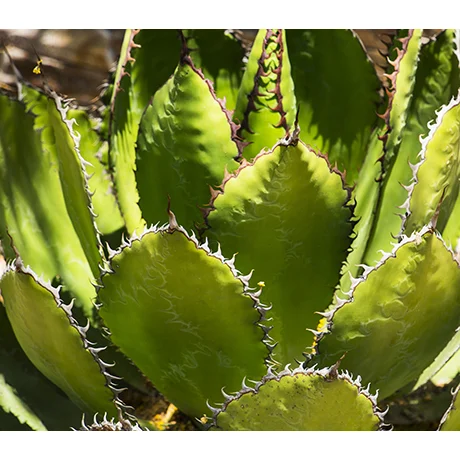 Sunlit Cactus