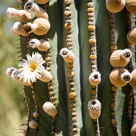 Blooming Cactus I