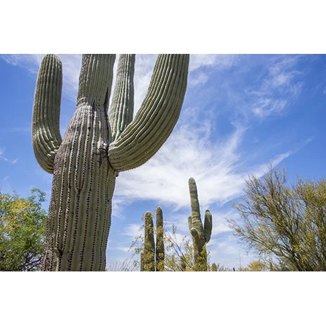 Close up Cactus