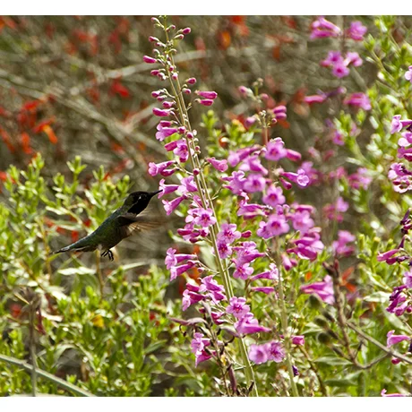 A Hummingbird Gets Nectar