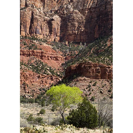 A Tiny Green Tree