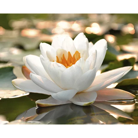Close up of Lily