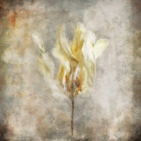 Sepia Bloom I