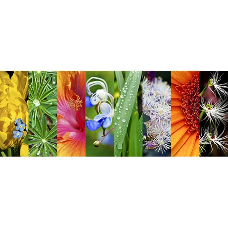 Botanical Collage II