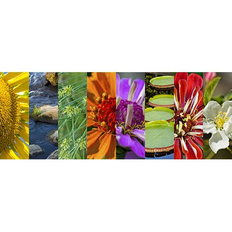 Botanical Collage III