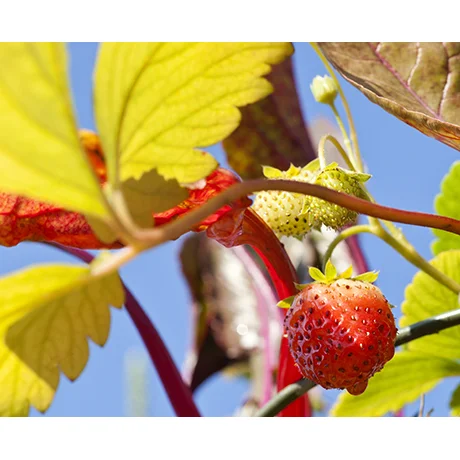 Strawberry Patch