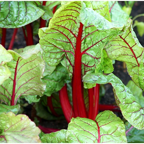 Colorful Veggies
