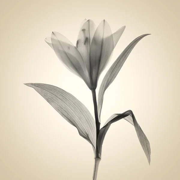 Lemon Lily