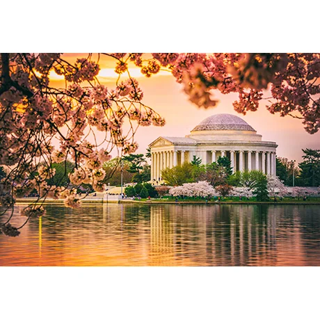 Cherry Blossoms by the Jefferson Memorial