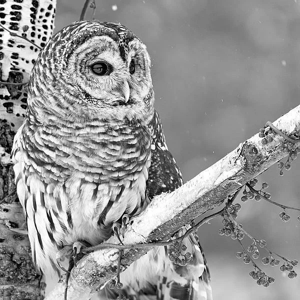 White Owl