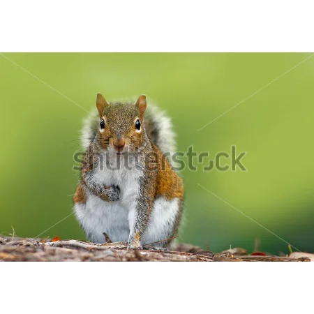 Gray Squirrel