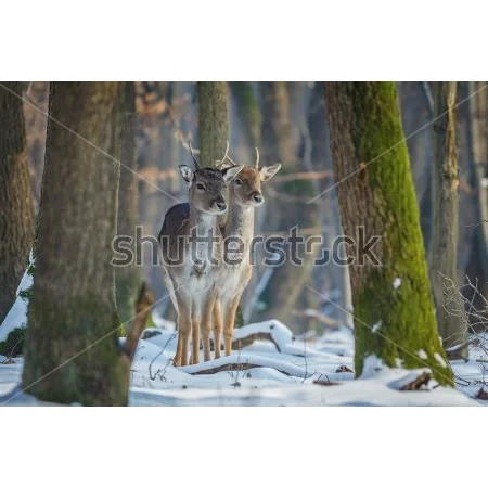 Deer in the Woods